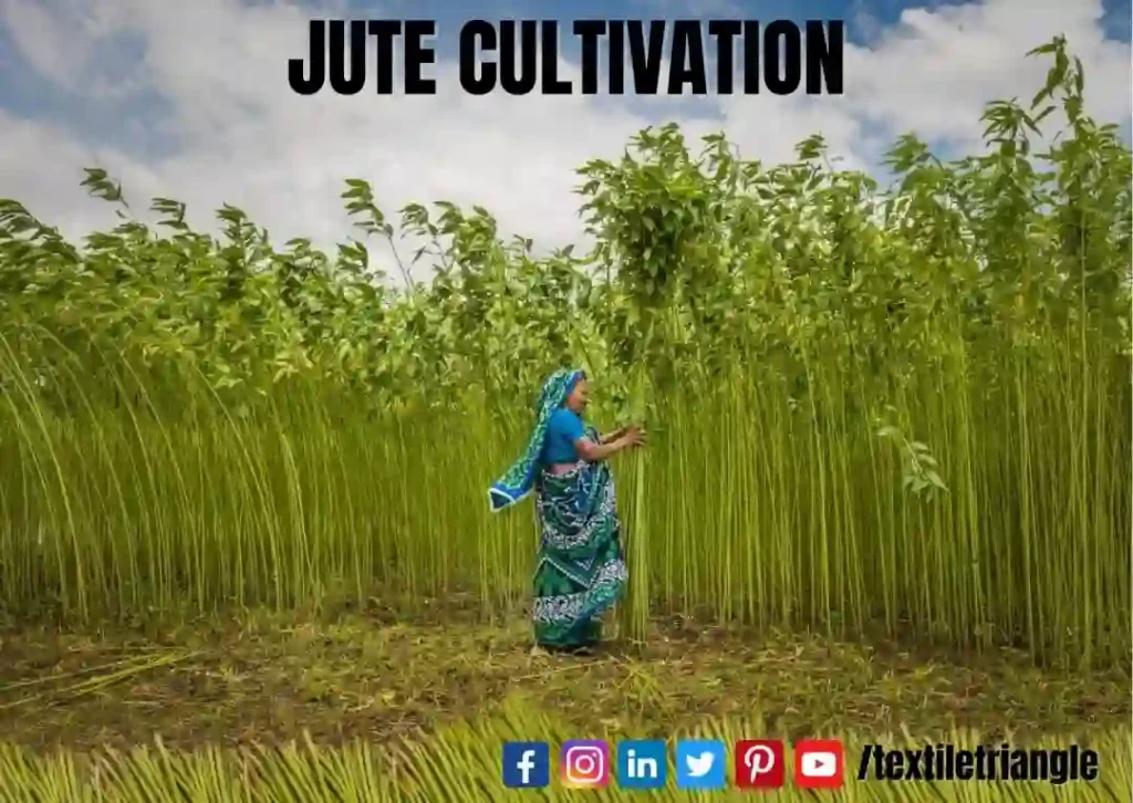 jute cultivation