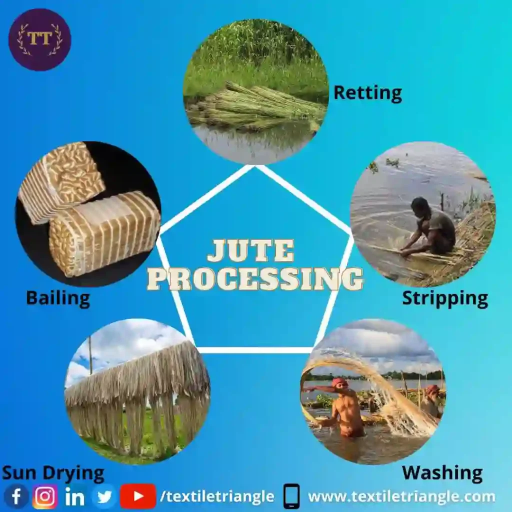 jute processing cultivation